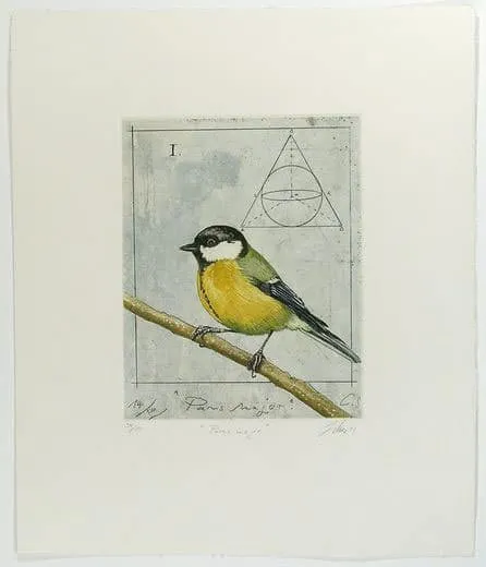 Wolfgang Zelmer Parus Major, Kohlmeise Farbradierung Auflage 95 Exemplare + e.a. 44,5 x 38 cm